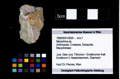 Foto (Objekt + Etikett) von Mecochirus sp.  (NHMW-GEO-1990-0041-2620)
